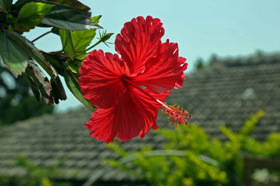 Alam mekar tanaman bunga