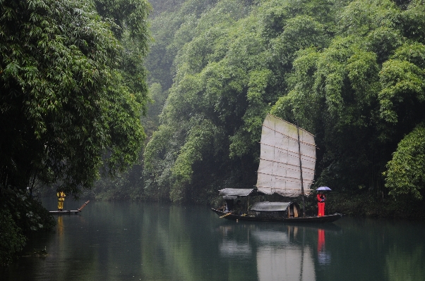 Foto Lanskap air alam hutan