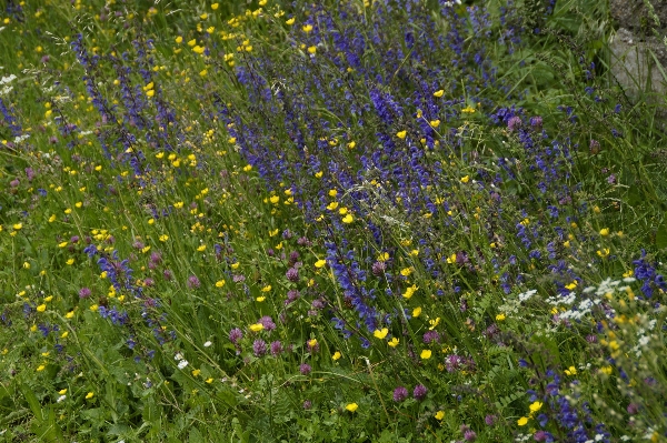 Grass plant field lawn Photo