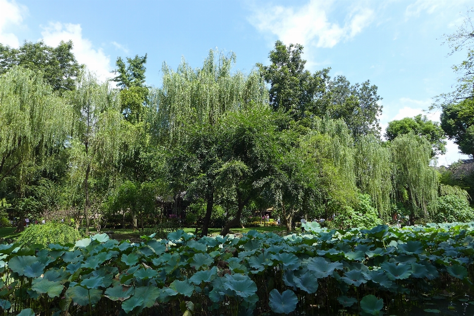 Baum wald anlage blume