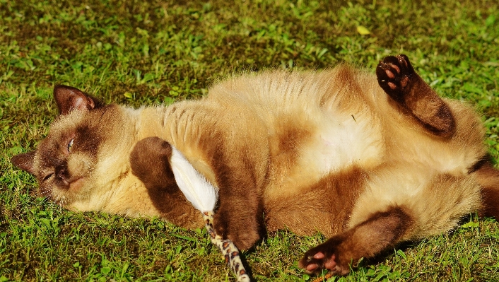 Foto Erba giocare dolce carino