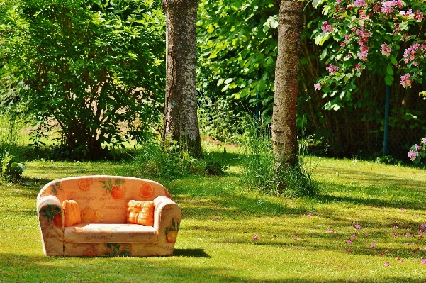 Baum natur gras sonne Foto