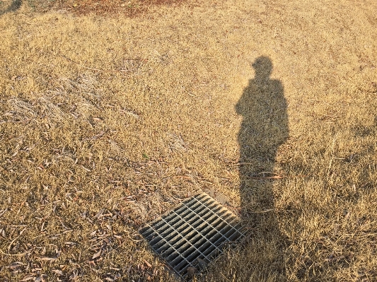 草 植物 干し草 分野 写真