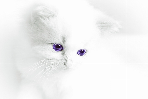 White sweet kitten cat Photo