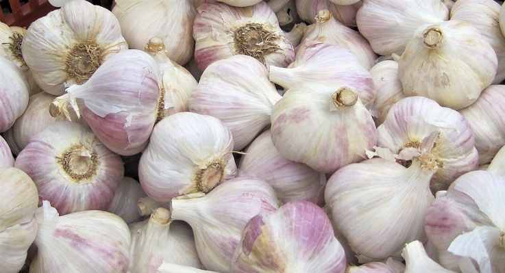 Plant food garlic produce Photo