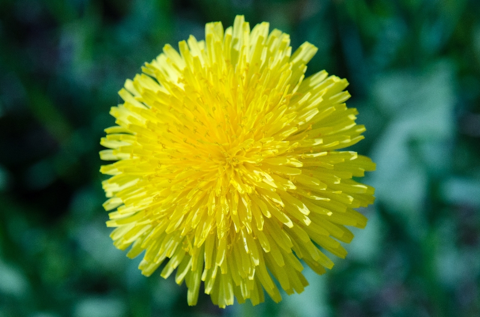 Naturaleza planta diente de león flor