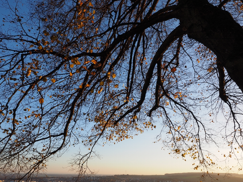 Paesaggio albero natura ramo