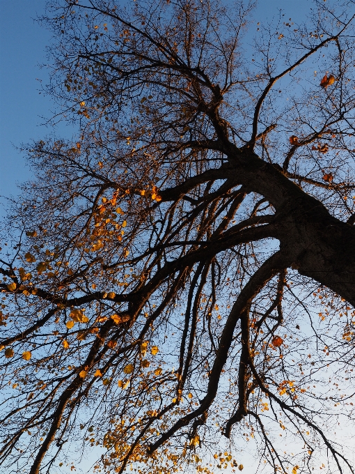 Tree nature forest branch