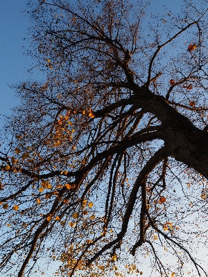 Tree nature forest branch Photo