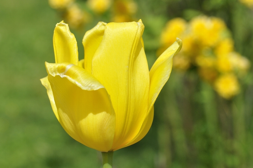 Natur blüte anlage blume