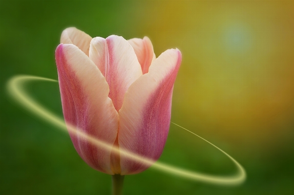 自然 花 ライト 植物 写真