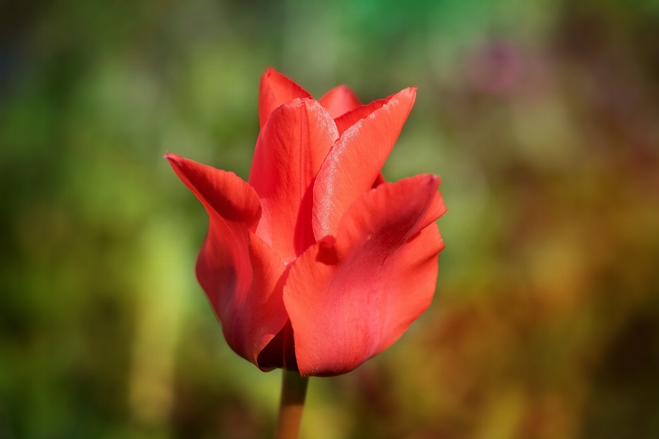 Naturaleza florecer planta fotografía