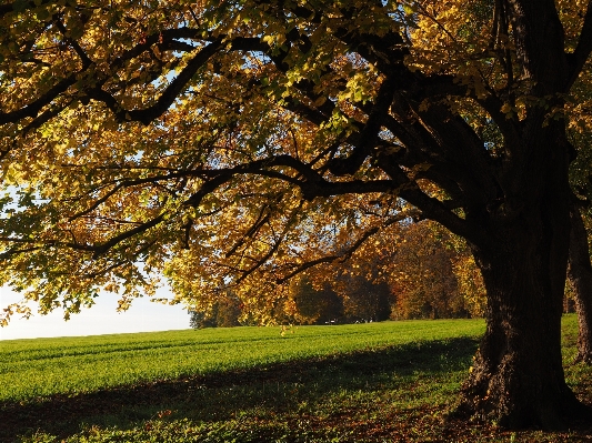 Tree nature forest branch Photo