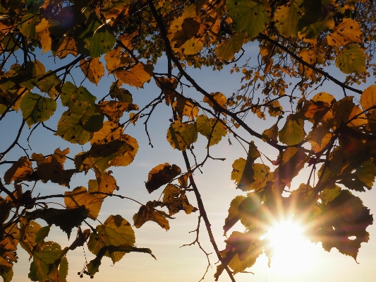 Tree branch plant sun Photo