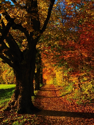 Tree nature forest branch Photo