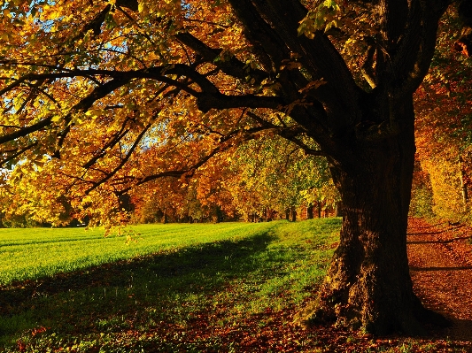 Tree nature forest branch Photo