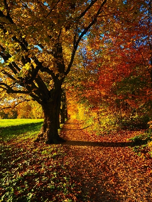 Tree nature forest branch Photo