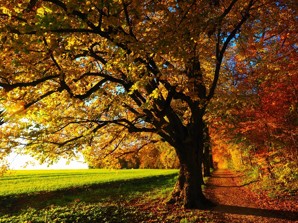 Tree nature forest branch