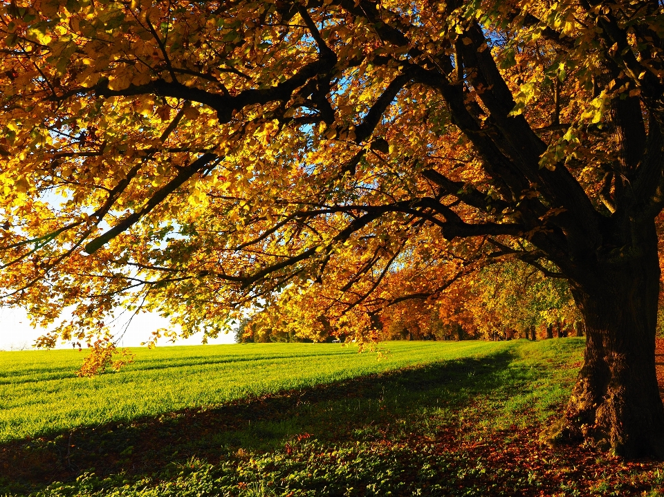 Tree nature forest branch