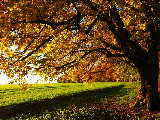 Tree nature forest branch Photo