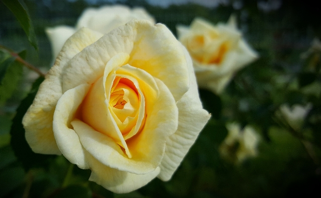 Foto Alam tanaman bunga daun