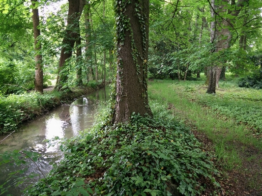 Tree water nature forest Photo