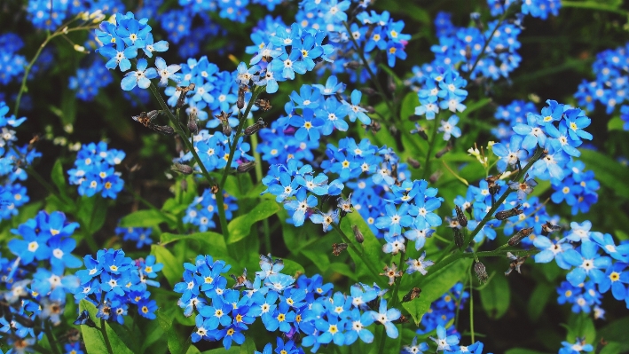 Nature blossom plant flower Photo