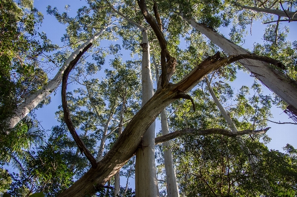 Tree nature forest branch Photo