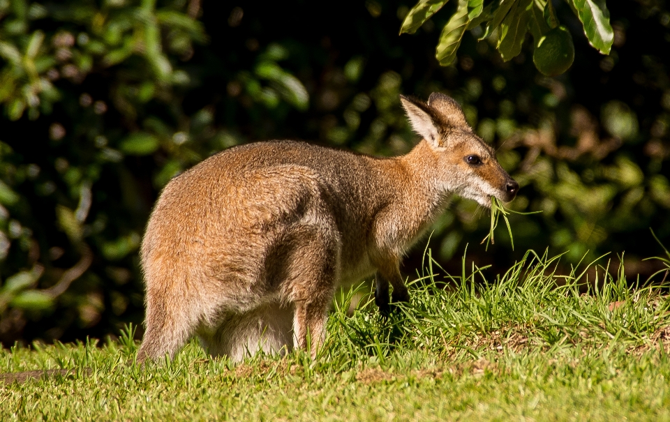 Gras weiblich tierwelt wild