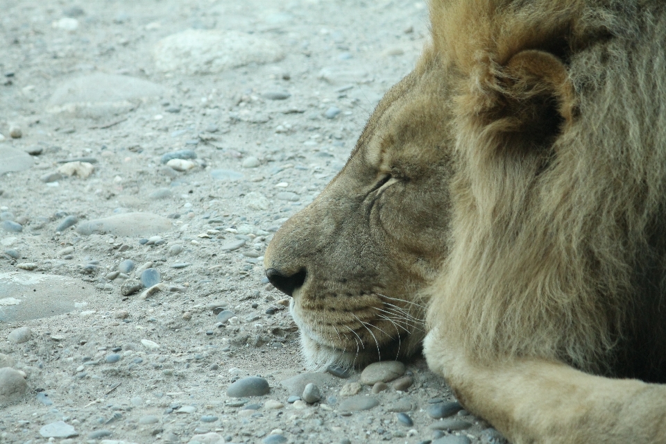 Animali selvatici zoo gatto mammifero