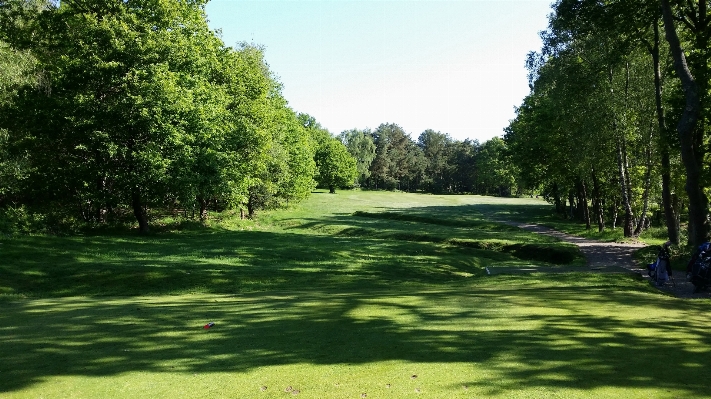 Landscape tree forest grass Photo