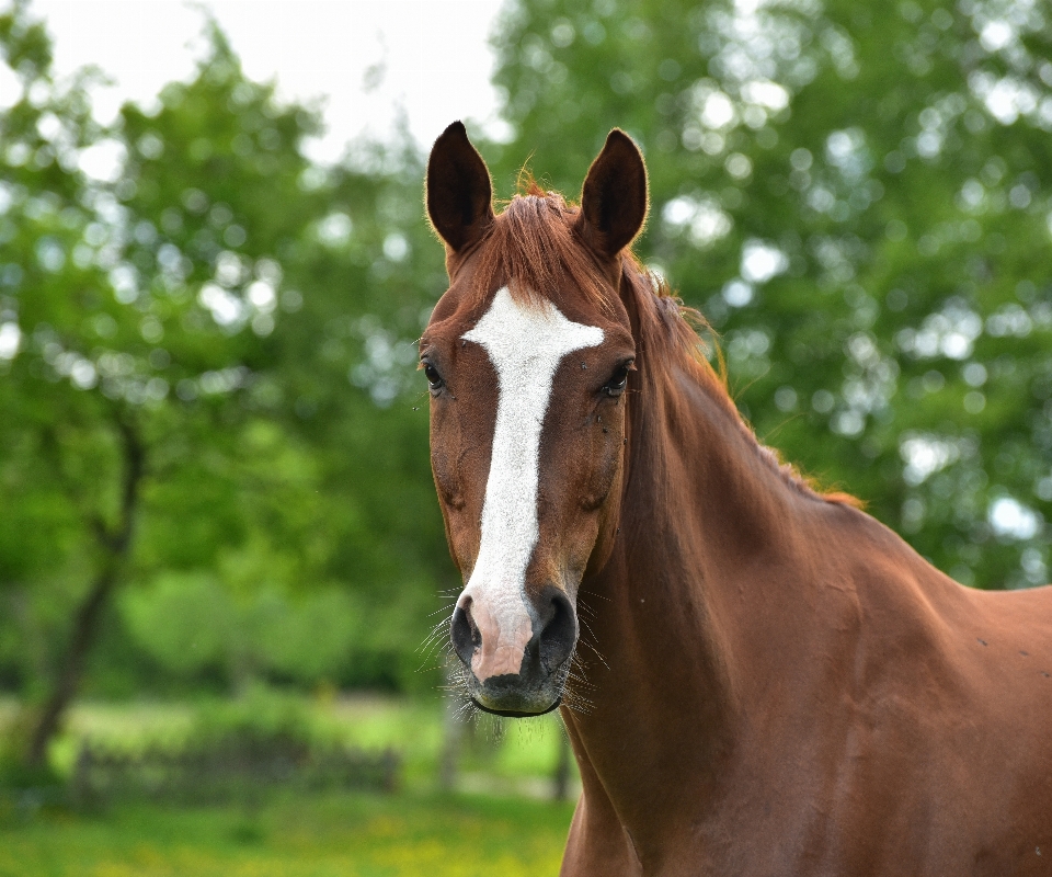 Natura erba prato
 animale