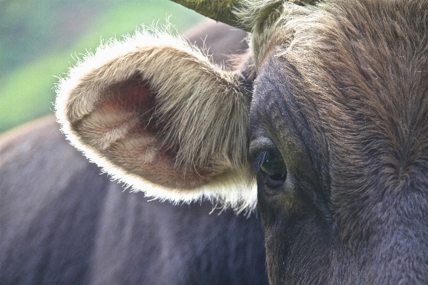 Foto Cabelo animais selvagens vaca mamífero