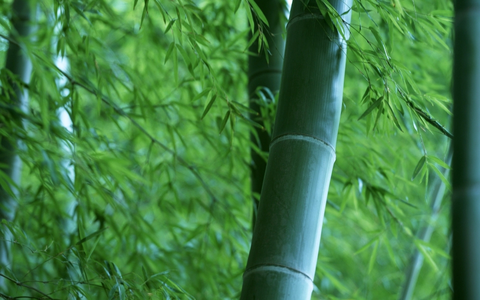 árbol naturaleza bosque césped