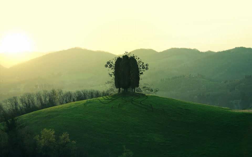 Landscape sea tree nature