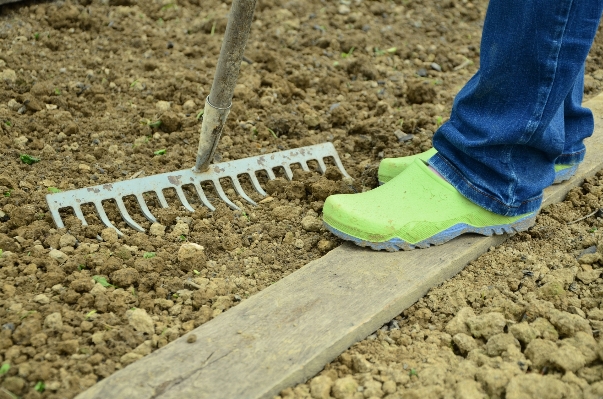 Work shoe plant track Photo