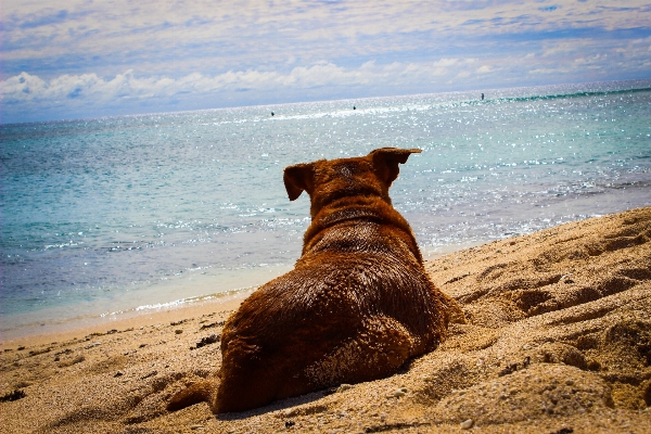 Foto Pantai laut pesisir air