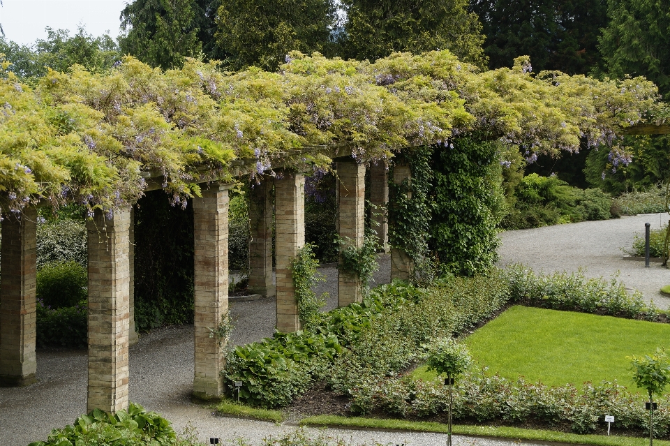 Albero pianta prato dimora
