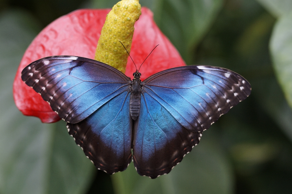 Naturaleza ala fotografía flor