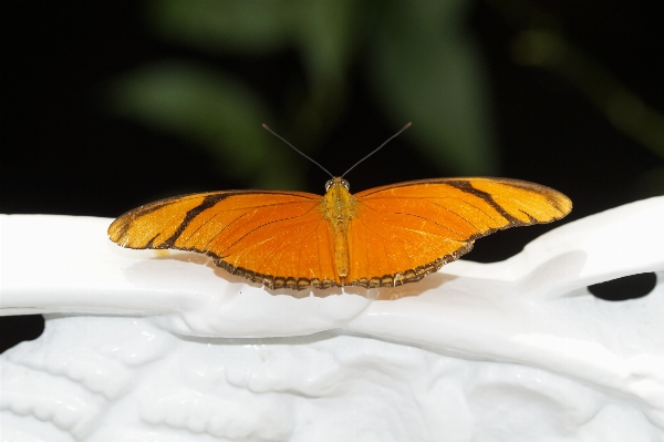 Wing leaf flower petal Photo