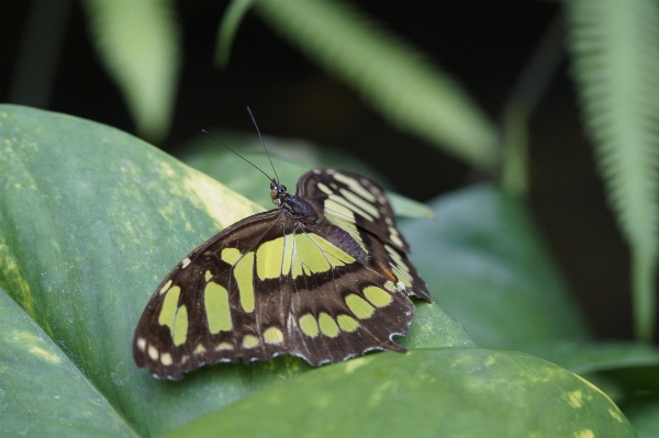 Nature wing photography leaf Photo