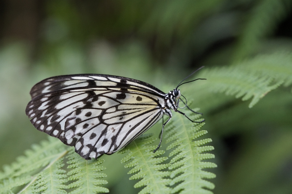 Natureza asa preto e branco
 fotografia