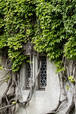 Tree branch plant wine Photo