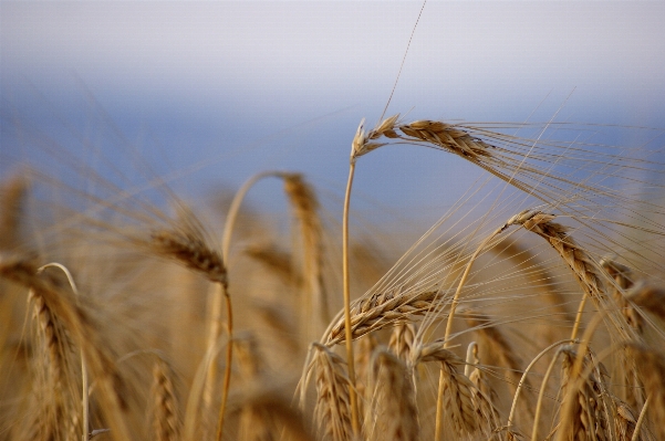 Nature plant field barley Photo