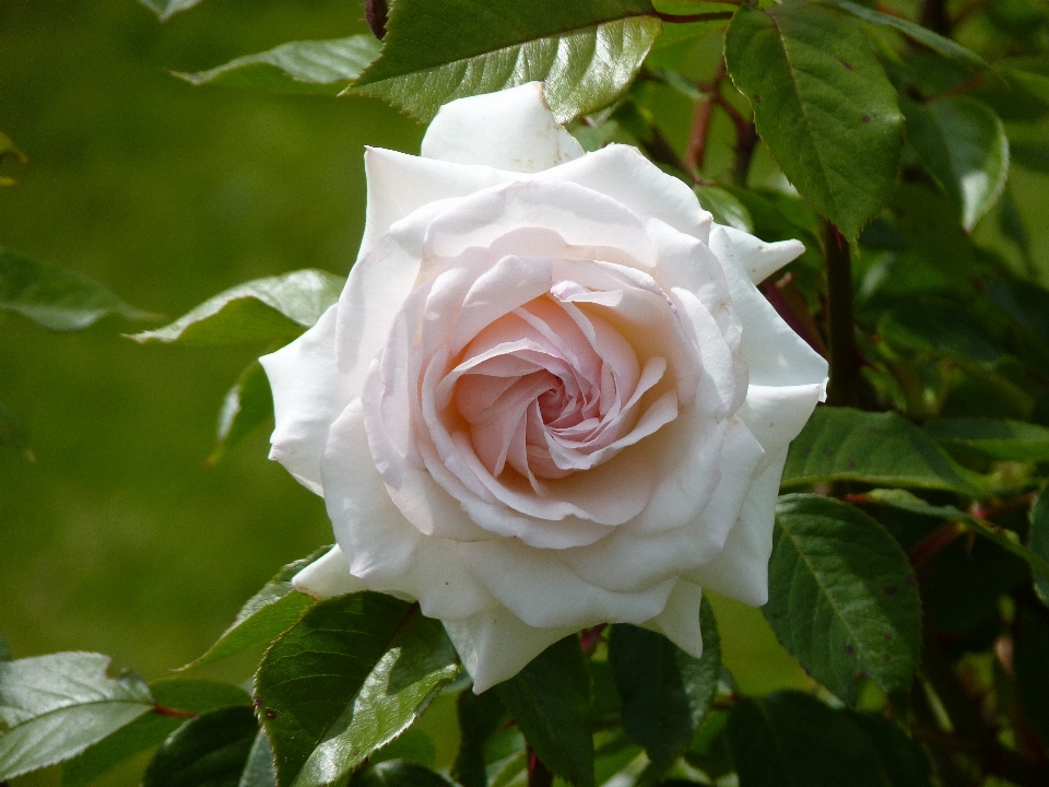 Nature fleurir usine blanc