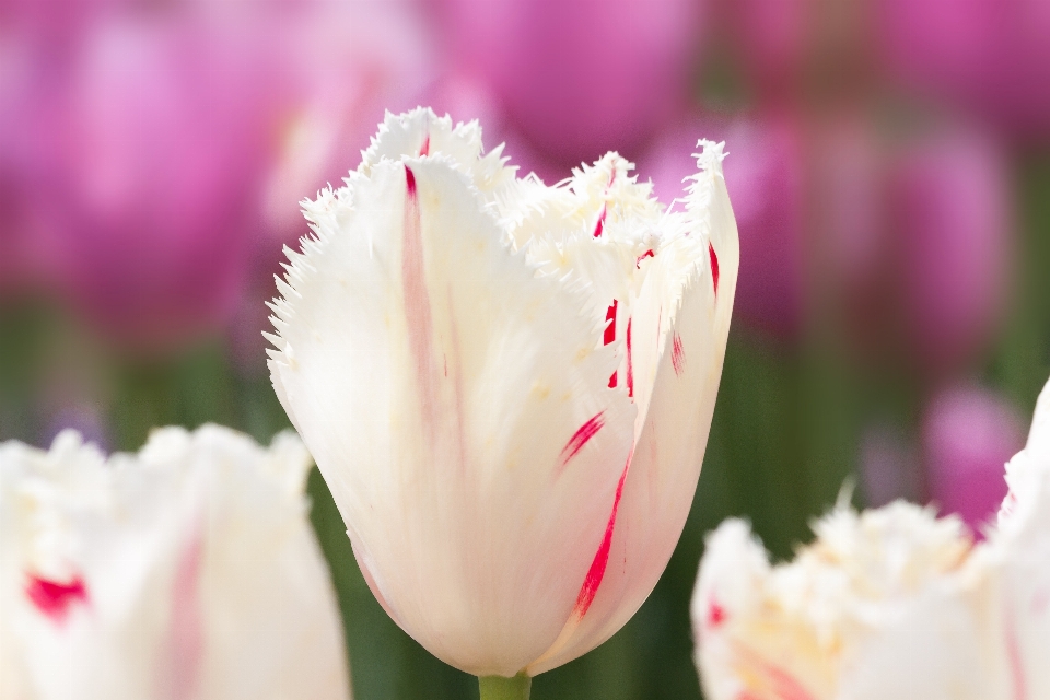 Natur blüte anlage weiss