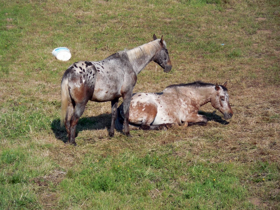 Animali selvatici gregge pascolo
 cavallo