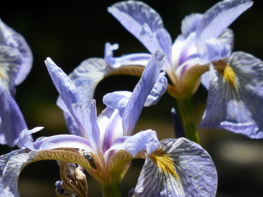 Nature blossom plant white Photo