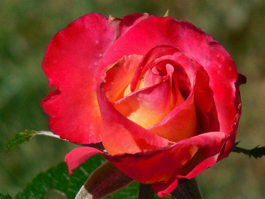 Nature blossom plant leaf Photo