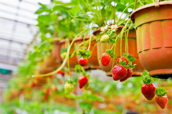 Branch plant fruit berry Photo